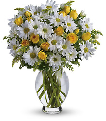 Teleflora's Amazing Daisy from Boulevard Florist Wholesale Market